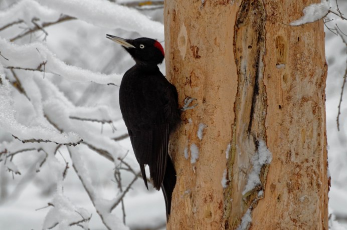 Чёрная птица с красным хохолком