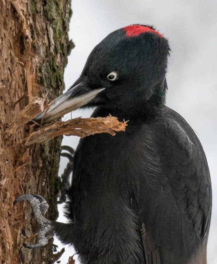 Магелланов Королевский дятел