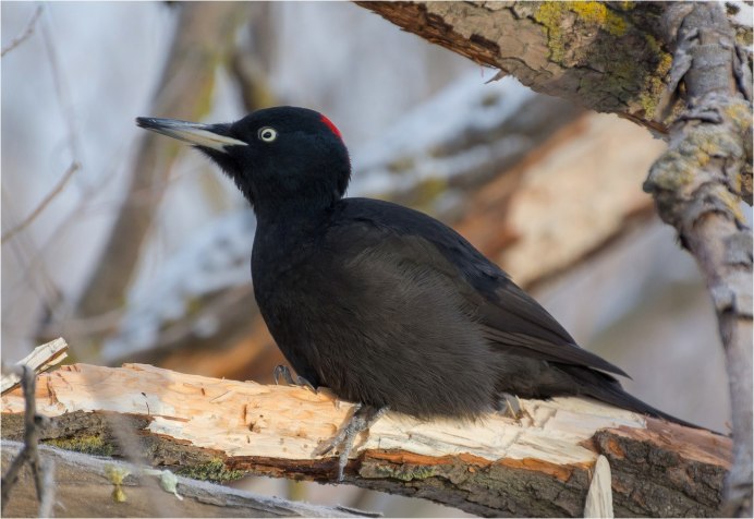 Птица с красной шапочкой на голове