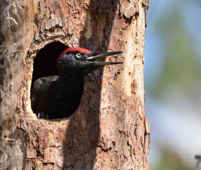 Амадина черная птица
