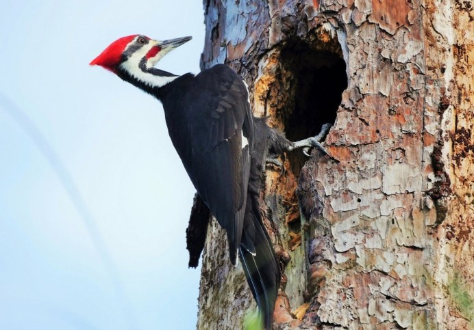 Птица черный дятел Желна