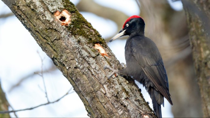 Дятел Желна птица