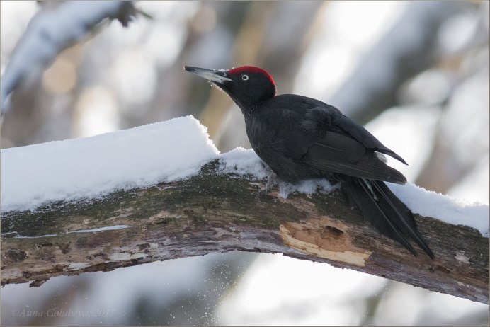 Желна птица