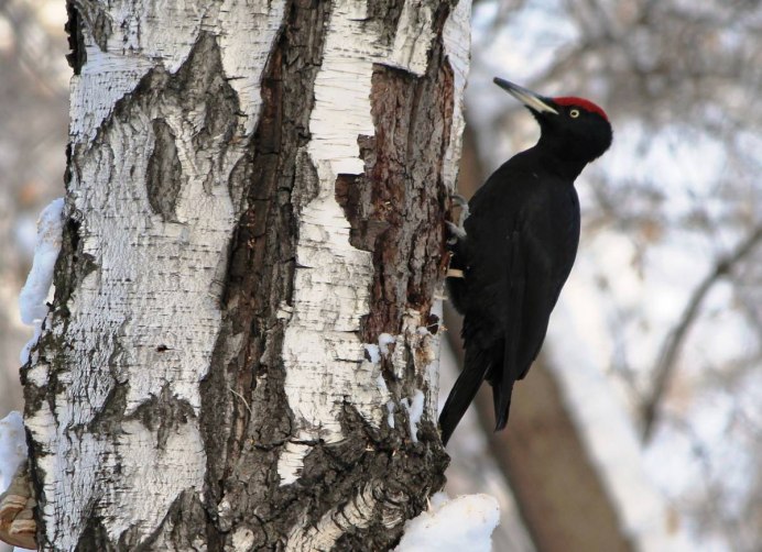 Желна самец и самка