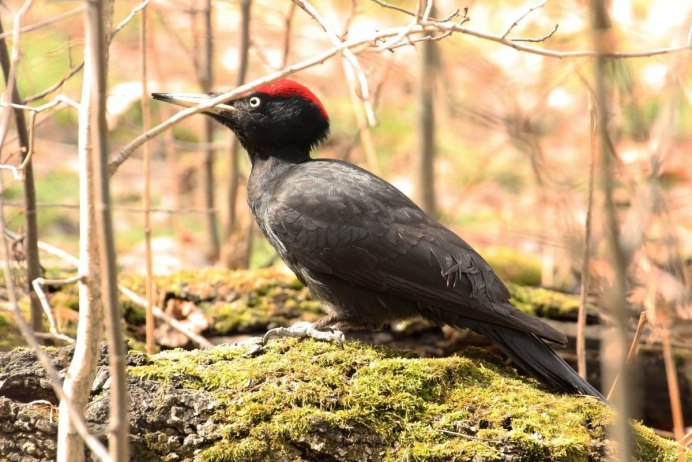 Дятел хохлатая Желна