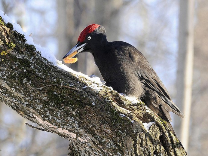 Белошапочная горихвостка