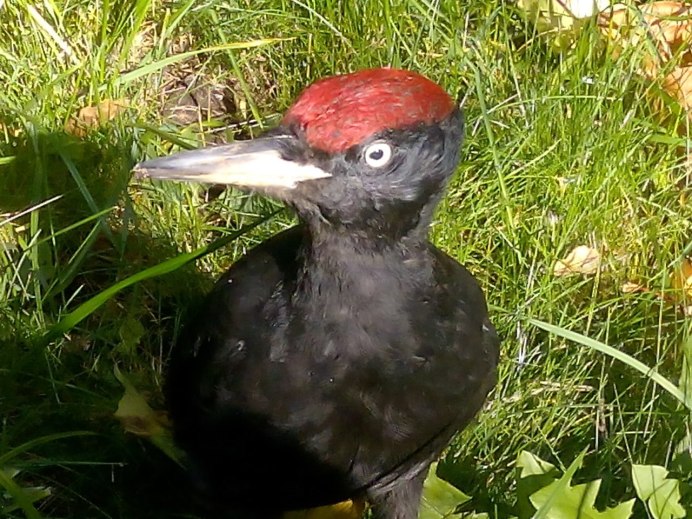 Птичка с красной шейкой