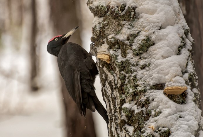 Дятел Желна