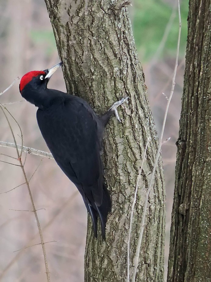 Дятел Желна