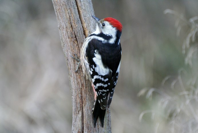 Красноголовый Манакин