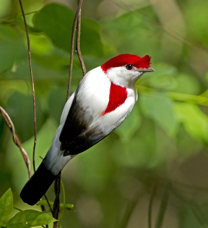 Красный Зяблик Кардинал