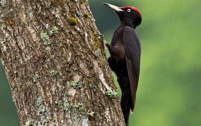 Чёрный дятел Желна