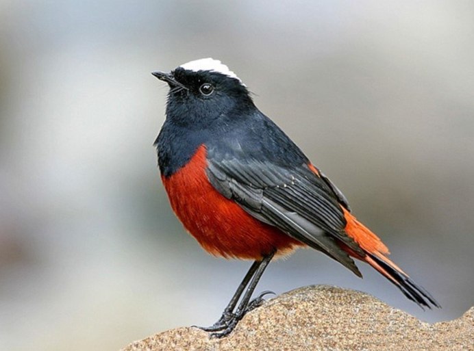 Melanerpes formicivorus