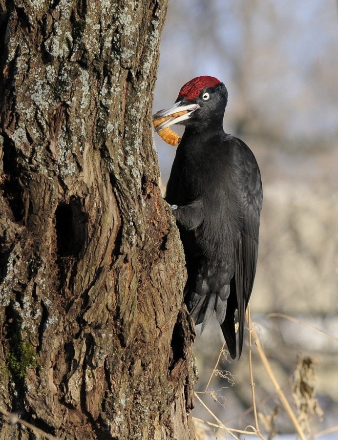 Дятел Желна