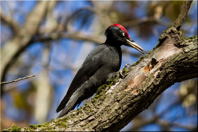 Птица красноголовый Кардинал