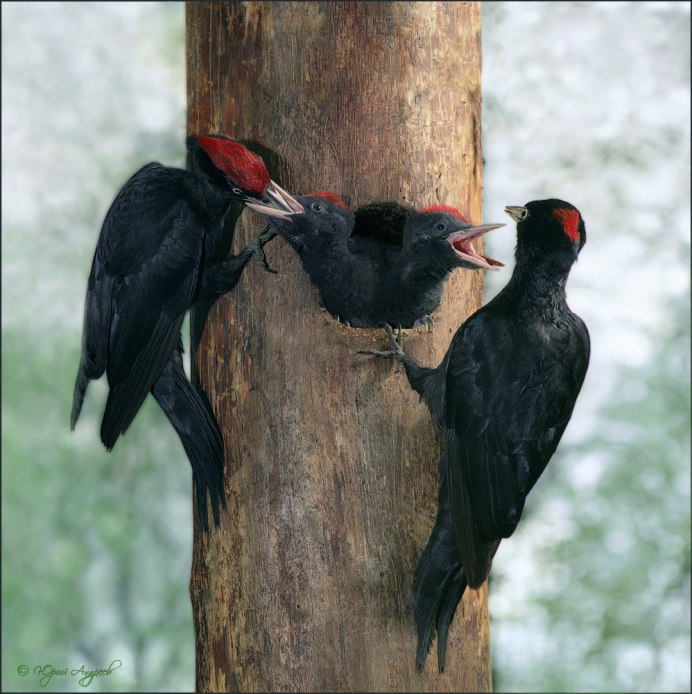 Красноголовый Дрозд