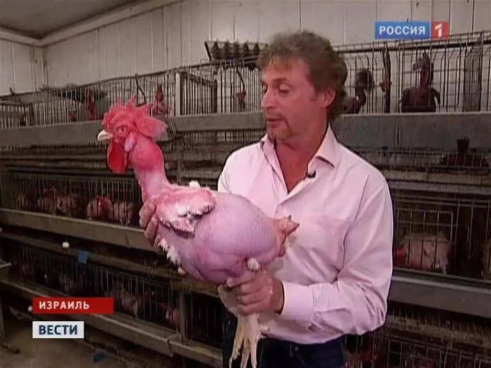 Порода курей без перьев