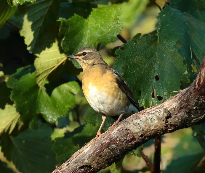 Turdus Obscurus