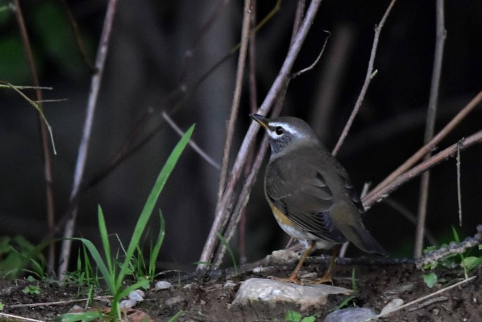 Olive Thrush
