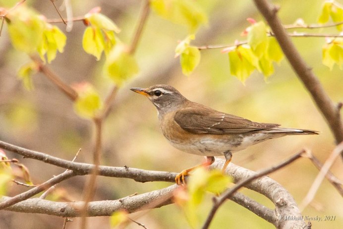 Turdus Obscurus