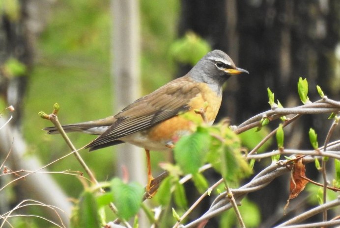 • Оливковый Дрозд (turdus Obscurus)
