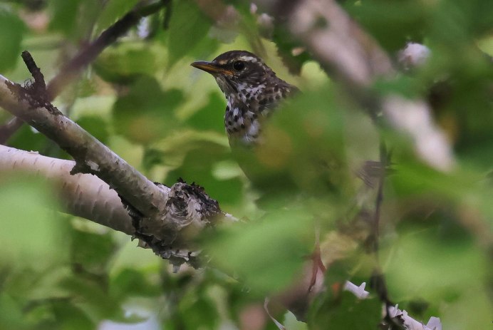 Karoo Thrush