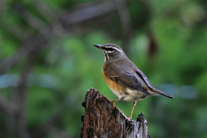 Turdus Obscurus
