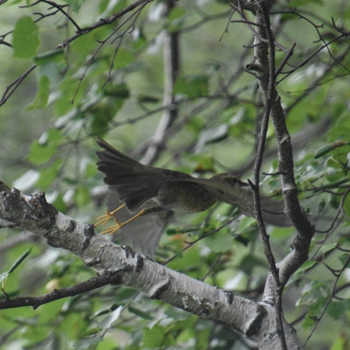Дрозд - Thrush