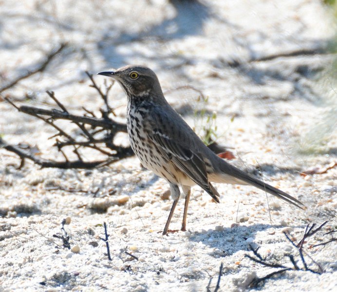 Turdus olivaceus