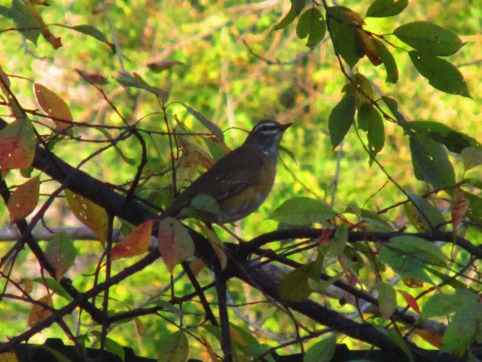 Turdus Obscurus