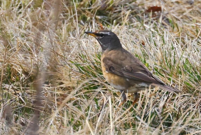 • Оливковый Дрозд (turdus Obscurus)