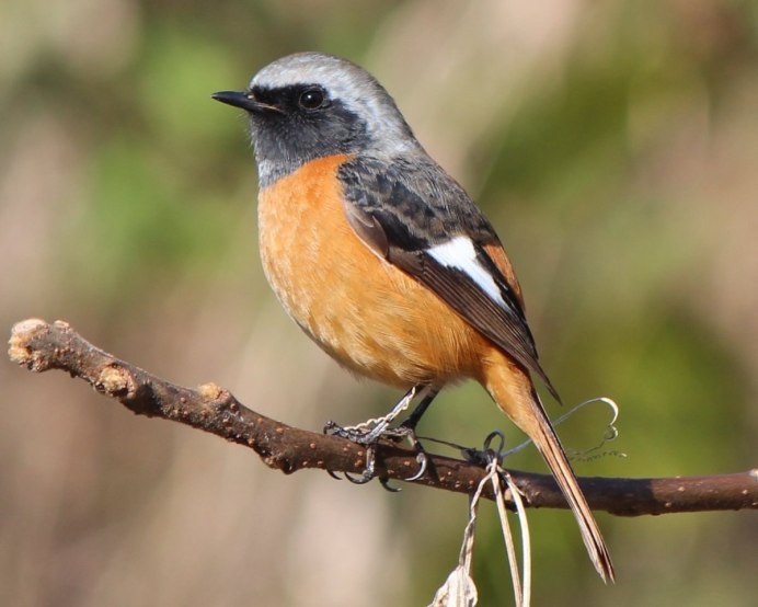 Горихвостка птица черная