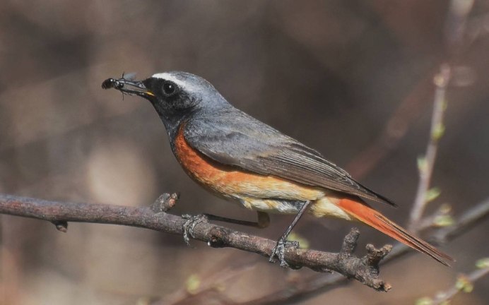 Black Redstart птица