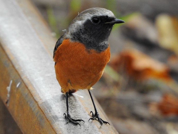 Горихвостка лысушка