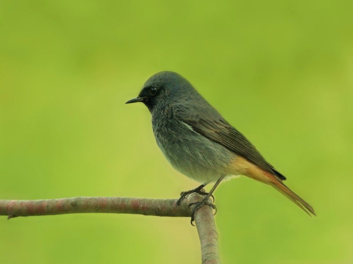 Горихвостка-Чернушка птица