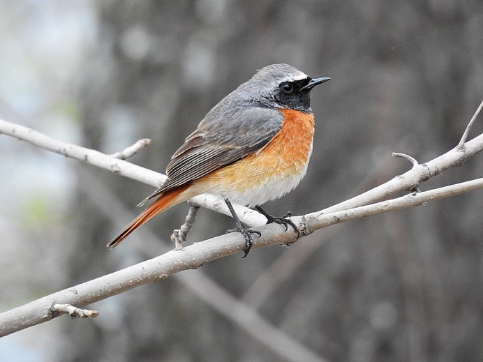 Зарянка горихвостка