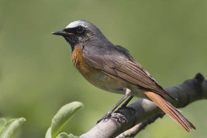 Горихвостка лысушка самка