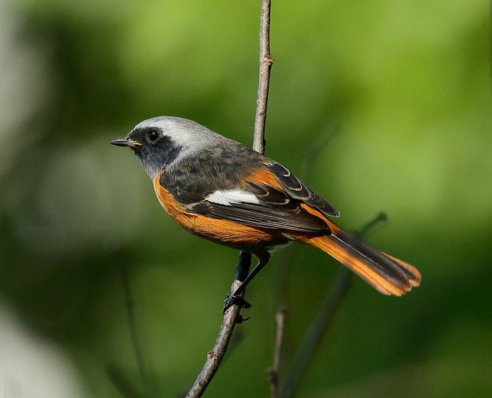 Зарянка горихвостка