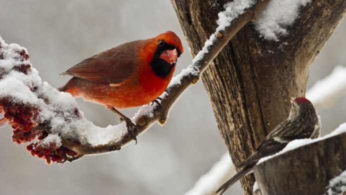 Northern Cardinal