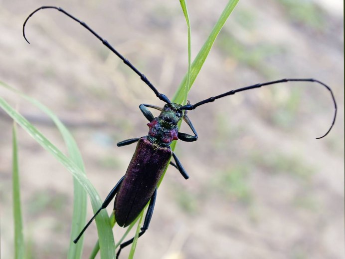 Жук усач Moechotypa diphysis