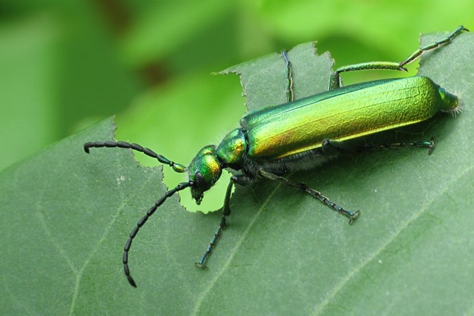 Lygistopterus sanguineus