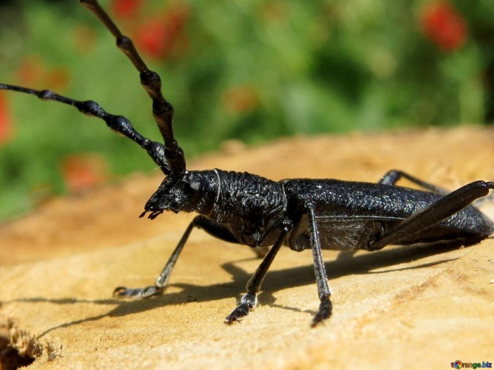 Жук усач Acanthocinus aedilis