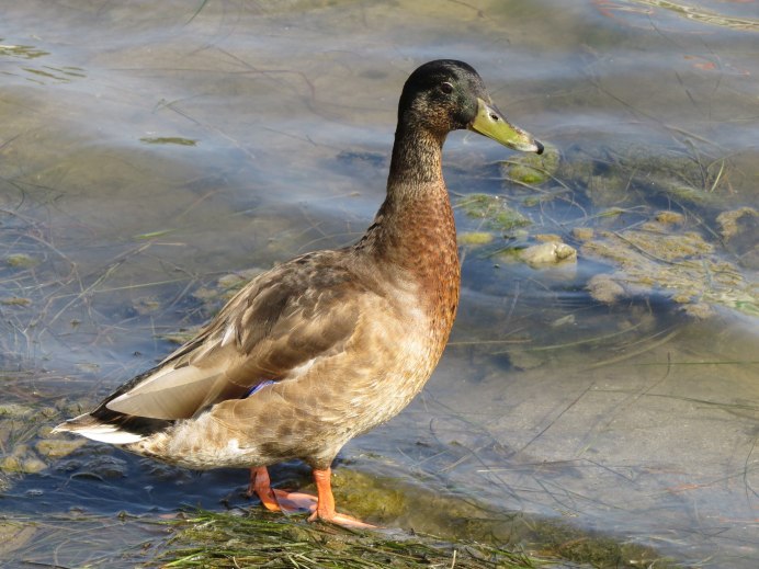 Водоплавающие птицы Ленинградской области