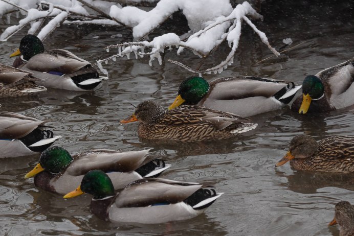 Водоплавающие птицы