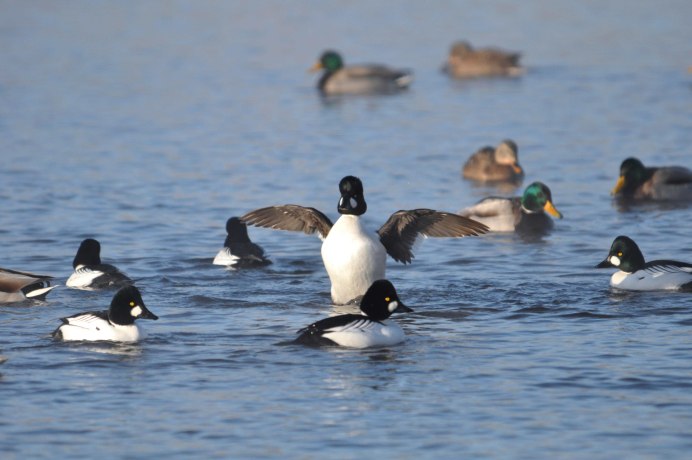 Туркменистан водоплавающие пернатые
