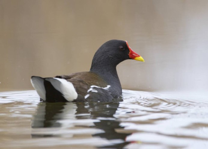 Камышница Gallinula chloropus