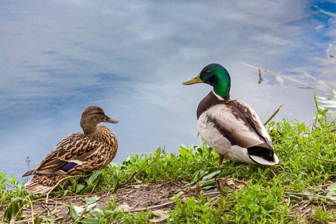 Водоплавающие птицы Забайкалья