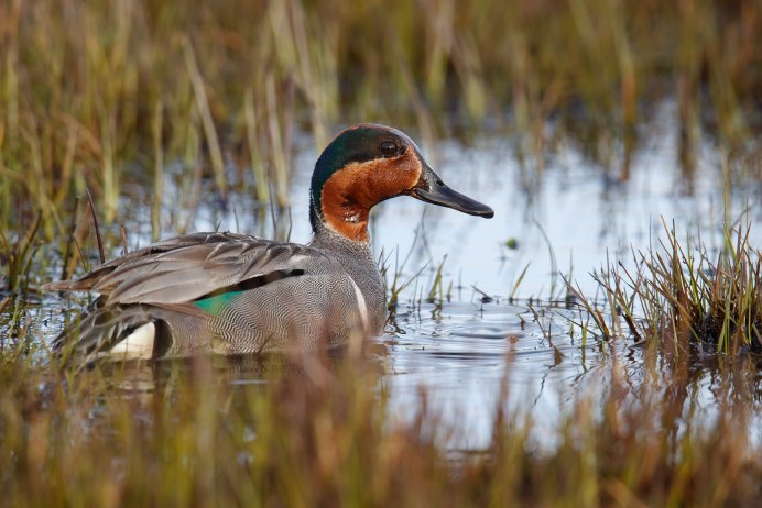 Свиязь утка