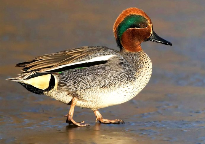 Плавающие птицы