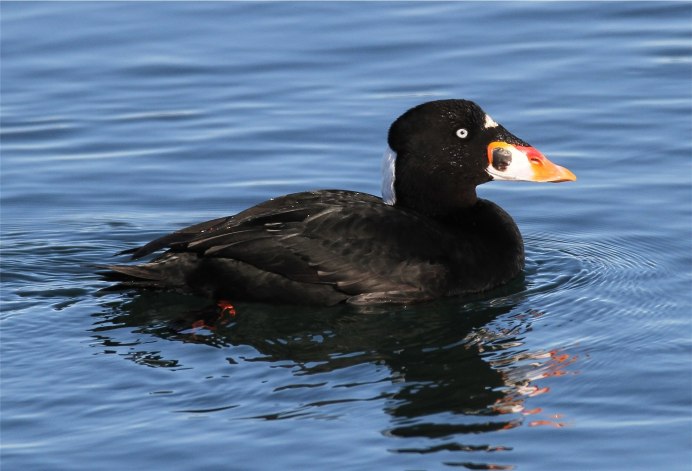 Утка гуменник